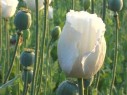 FLOWERS OF DEATH "The forgotten land of opium "